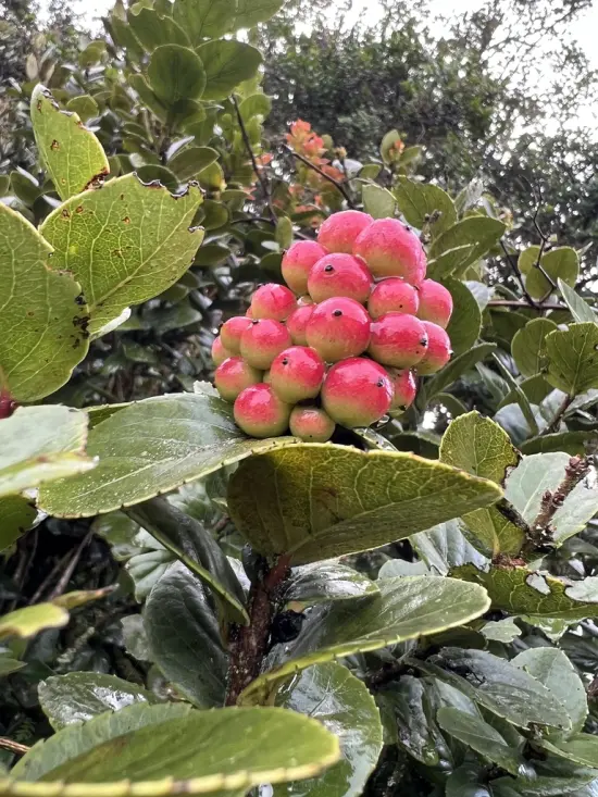 Corono (Xylosma spiculifera)