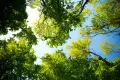 Essential steps of a forestry maintenance plan Essential steps of a forestry maintenance plan