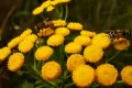 Human pollinators or robot bees?