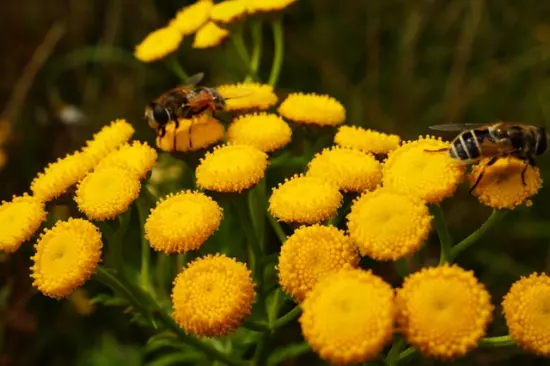 Human pollinators or robot bees?