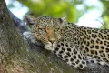 Deforestation and its impact on wildlife Deforestation and its impact on wildlife