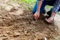 What is the recovery of green areas about? What is the recovery of green areas about?