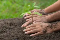 ¿Cómo sembrar árboles en CDMX y Zonas cercanas? ¿Cómo sembrar árboles en CDMX y Zonas cercanas?