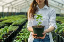 Proyectos Internacionales de la Fundación Red de Árboles  Proyectos Internacionales de la Fundación Red de Árboles