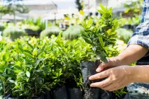 ¿Qué es un árbol y cuáles son sus características? ¿Qué es un árbol y cuáles son sus características?