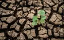 Reforestación en México - Condiciones climáticas Reforestación en México - Condiciones climáticas