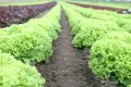 How to make a vegetable garden at home and help the environment? How to make a vegetable garden at home and help the environment?
