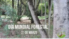 Día mundial Forestal