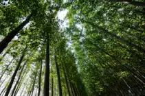 Los retos de Colombia para conservar sus bosques