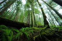 ONU Apoya el Plan de China para Reforestar una Cuarta Parte de su Territorio ONU Apoya el Plan de China para Reforestar una Cuarta Parte de su Territorio