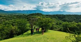 ¿Cómo sembrar árboles en México?