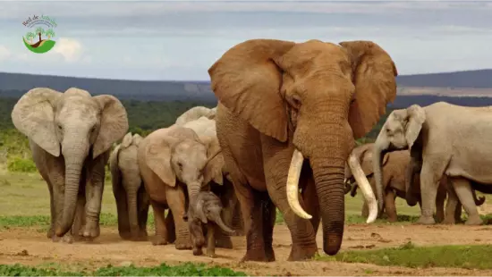 La extinción de los elefantes: una responsabilidad de todos