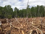 2017: Aumento de un 23% en la deforestación colombiana