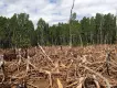 2017: Aumento de un 23% en la deforestación colombiana