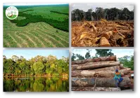 Amazonas: El Paraíso Verde en Peligro Amazonas: El Paraíso Verde en Peligro