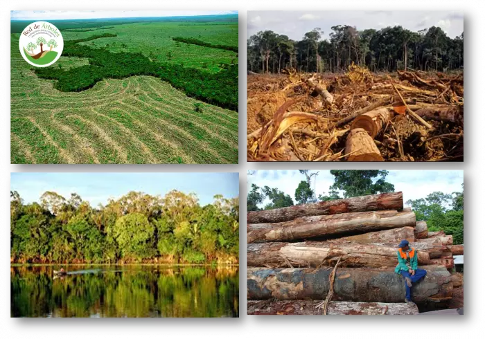 Amazonas: El lugar más verde del mundo, puede dejar de serlo 