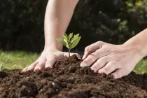 Aspectos a tener en cuenta para la siembra y mantenimiento de árboles
