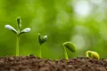 ¿Sembrar o plantar?, ¿Cuál es la mejor opción? ¿Sembrar o plantar?, ¿Cuál es la mejor opción?