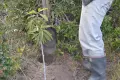 ¿Cómo sembrar un árbol?