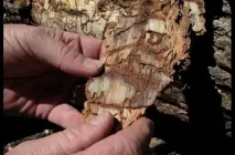 California: La Pérdida de 66 Millones de Árboles en Seis Años California: La Pérdida de 66 Millones de Árboles en Seis Años