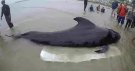 Muere ballena tras tragarse más de 17 bolsas de plástico