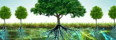 Árboles: ¿tan solitarios como parecen? Árboles: ¿tan solitarios como parecen?