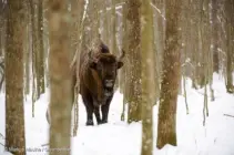Inicia la tala de uno de los últimos bosques vírgenes de Europa Inicia la tala de uno de los últimos bosques vírgenes de Europa