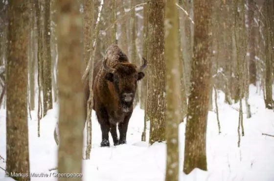 Comenzó la tala de uno de los últimos bosques vírgenes de Europa