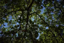 Día del Árbol: poema en homenaje a los árboles