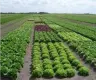 Agroecología: La Clave para el Futuro Sostenible de la Humanidad Agroecología: La Clave para el Futuro Sostenible de la Humanidad