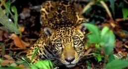 ¡Rechaza la Extracción de Petróleo en la Amazonía! ¡Rechaza la Extracción de Petróleo en la Amazonía!