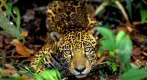 ¡Rechaza la Extracción de Petróleo en la Amazonía! ¡Rechaza la Extracción de Petróleo en la Amazonía!