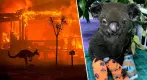 Australia arde y su fauna muere: “una perspectiva ambientalista"