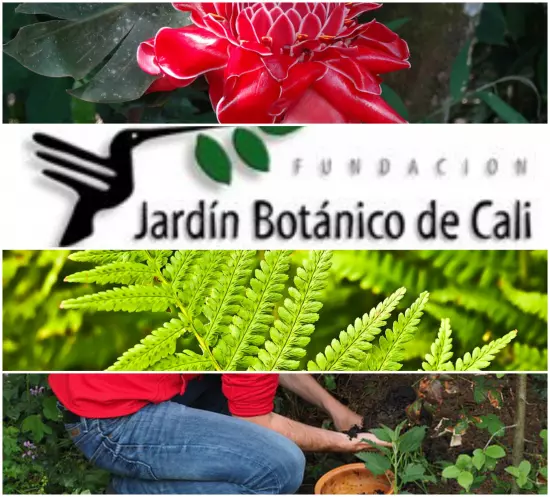 Alianza Jardín Botánico de Cali y Red de Árboles