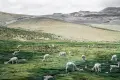 Red de Árboles en Perú: un compromiso más con el medio ambiente Red de Árboles en Perú: un compromiso más con el medio ambiente