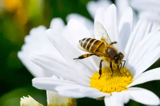 ¿Polinizadores humanos o abejas robots?