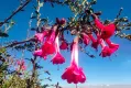 Biodiversidad de las plantas con flores en Perú