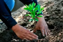 Red de Árboles continúa con su compromiso de reforestación