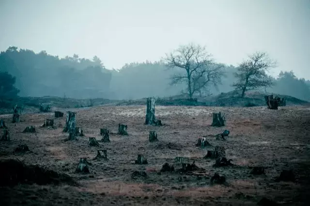 La deforestación y su impacto en la fauna