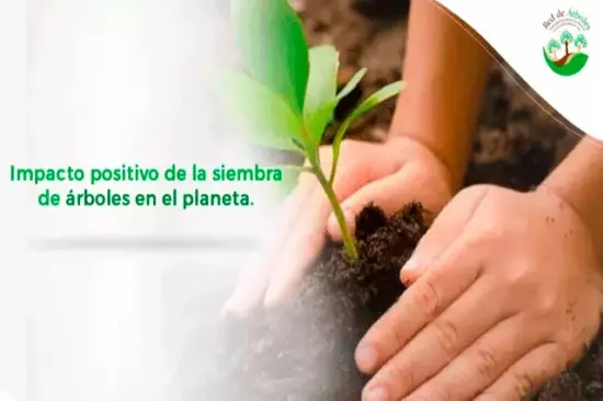 Impacto positivo de la siembra de árboles en el planeta.