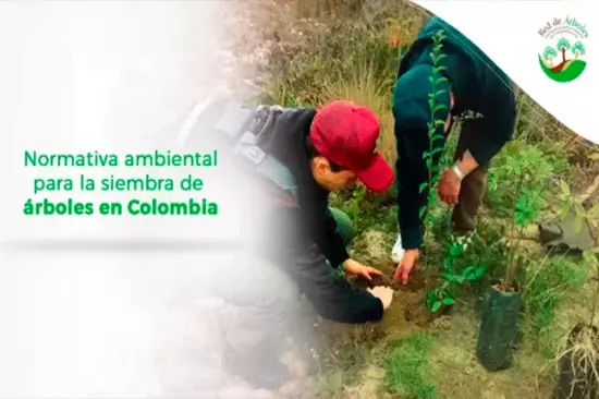 Normativa ambiental para la siembra de árboles en Colombia
