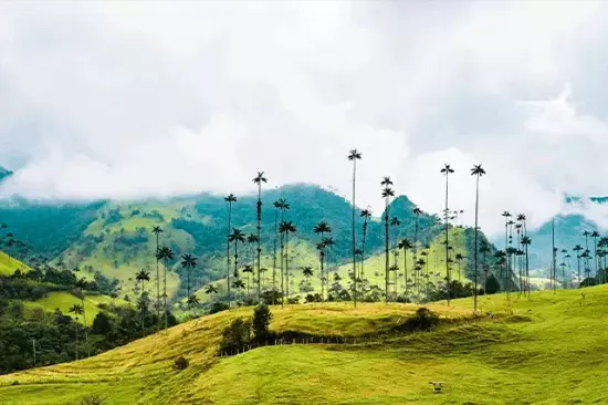 Los retos de los proyectos de restauración ecológica en Colombia