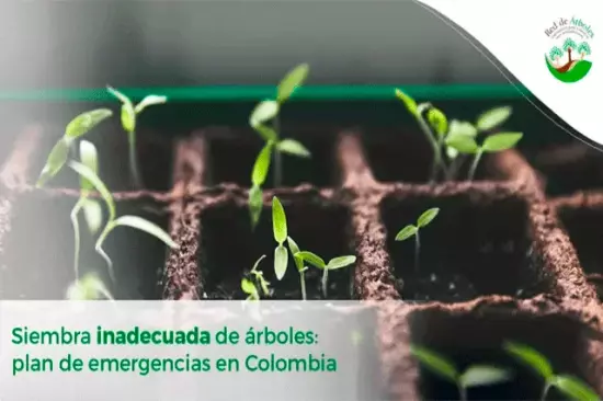 Siembra inadecuada de árboles: plan de emergencias en Colombia