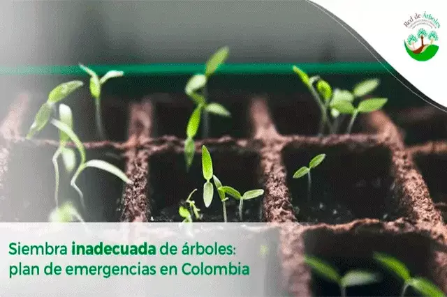 Siembra inadecuada de árboles: plan de emergencias en Colombia