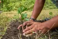 Guía Esencial: 8 Pasos Clave para Plantar un Árbol Guía Esencial: 8 Pasos Clave para Plantar un Árbol