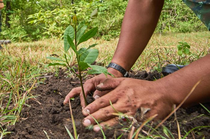 8 pasos clave para plantar un árbol