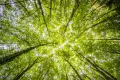 Otros beneficios del bosque (productos forestales no maderables) Otros beneficios del bosque (productos forestales no maderables)