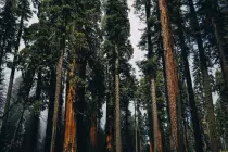 Secuoyas: los árboles más altos del mundo