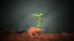 ¿Para qué sirve la reforestación? ¿Para qué sirve la reforestación?
